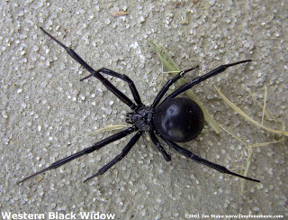 laba-laba paling beracun di dunia