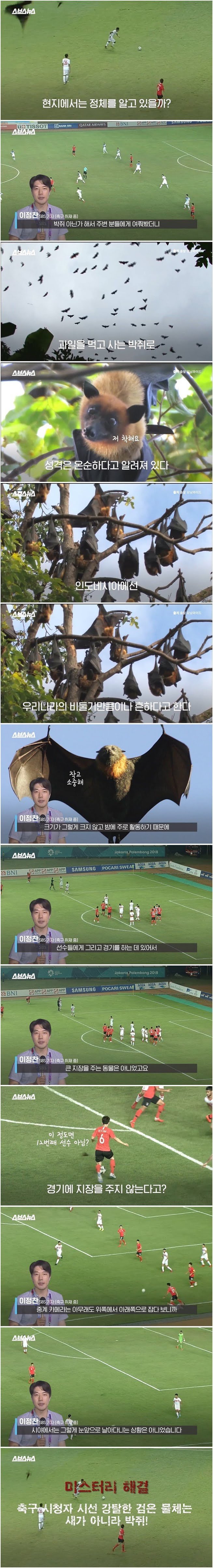 아시안게임 축구 화면 가리던 새들의 정체