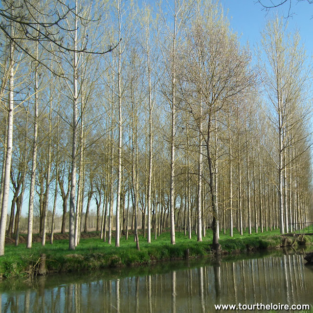 Poplar plantation. Indre et Loire. France. Photo by Loire Valley Time Travel.