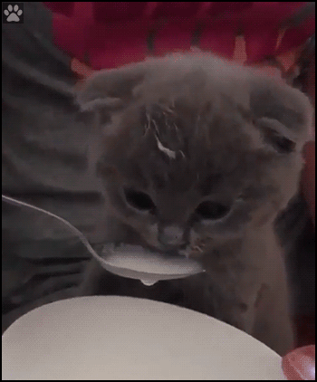 Snuzzy Kitten GIF • Cute blue Kitty lapping milk with milk mustache and milk beard as well Snuzzy Kitten GIF • Cute blue Kitty lapping milk with milk mustache and milk beard as well