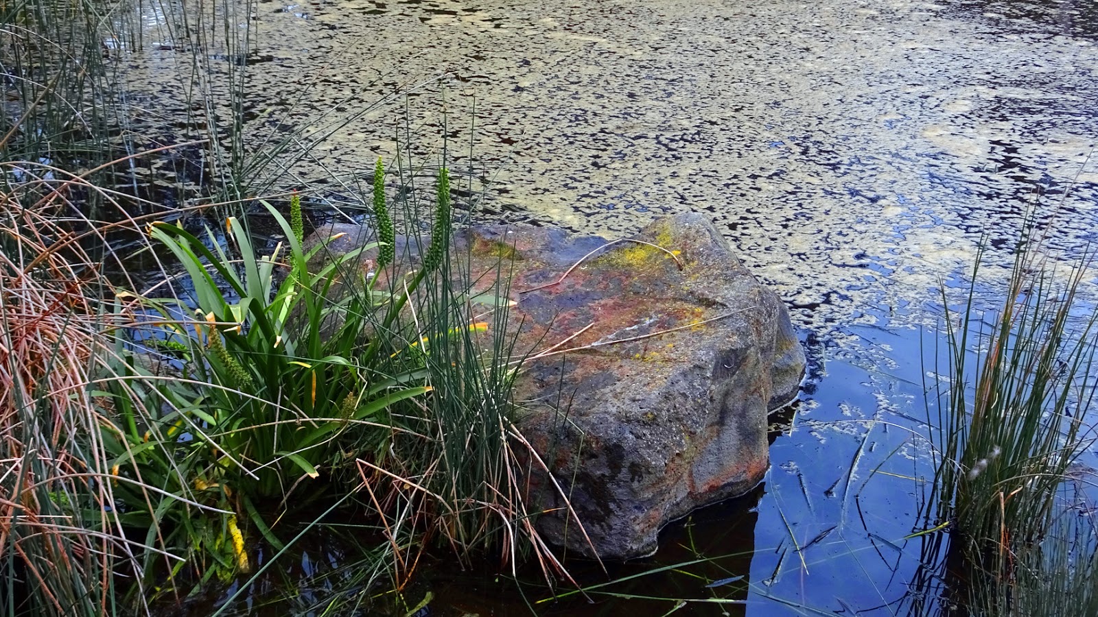 MAP: TRIGLOCHIN - WATER RIBBONS