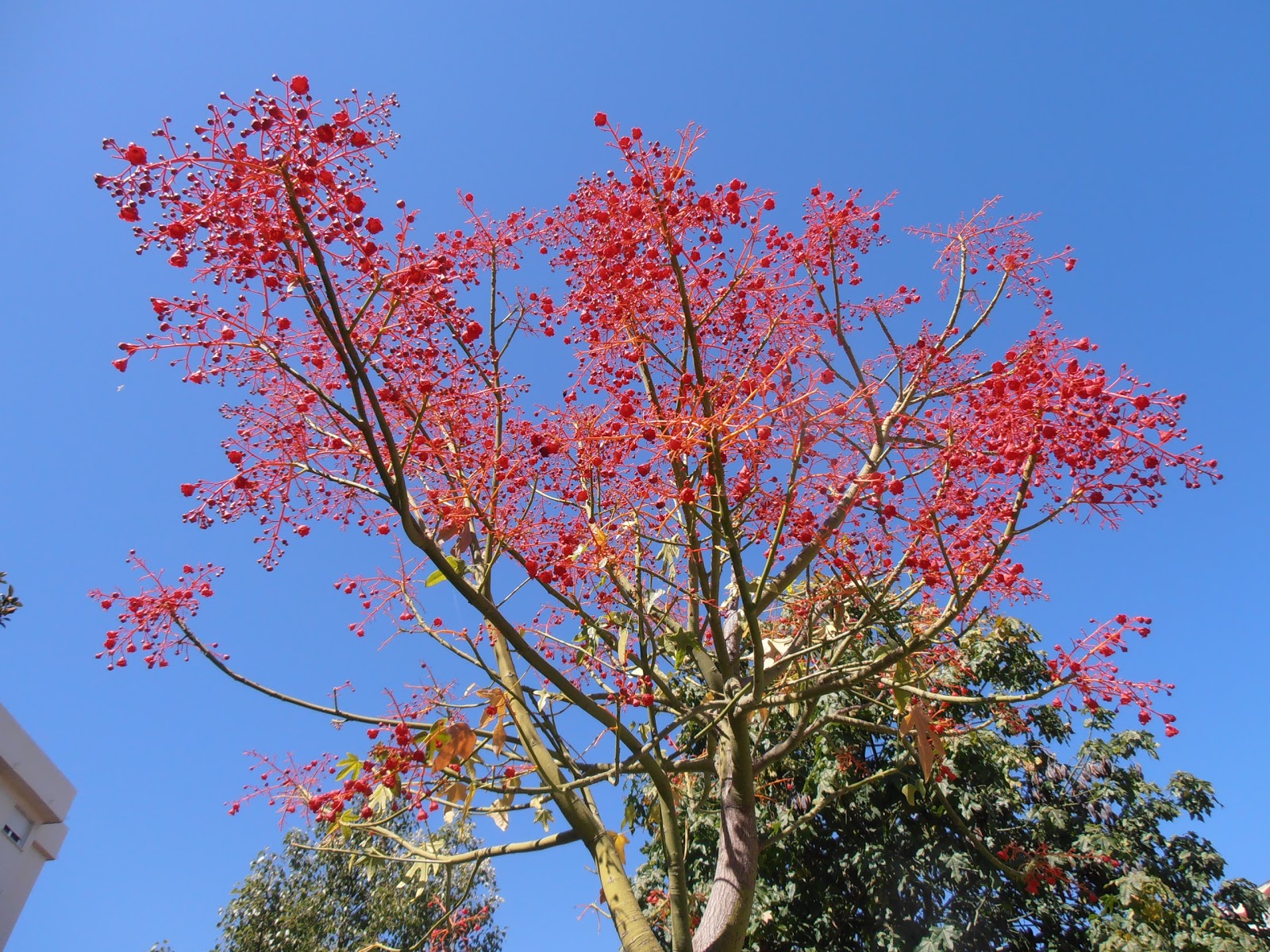 BRAQUIQUITO ROJO: Brachychiton acerifolius | Plantas rioMoros