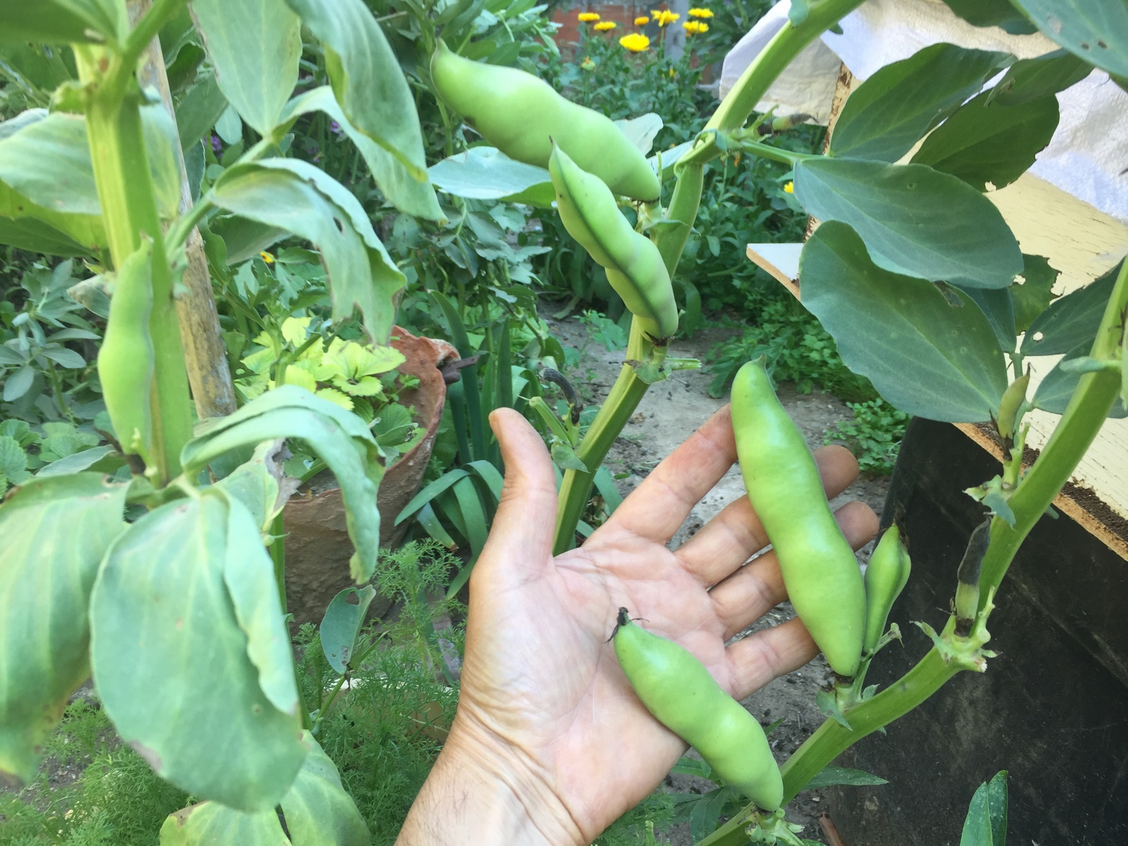 Young broad bean pods can be eaten raw, but if you want to go for a more bitter tasting bean, wait until they mature.