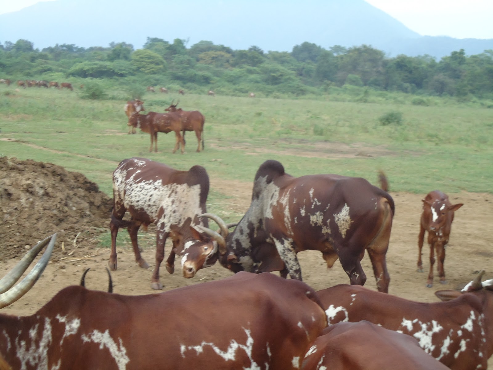 Image result for 5 pasu madu