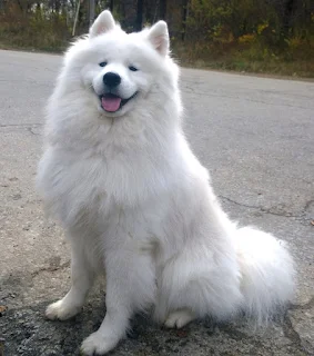 Samoyed كلب