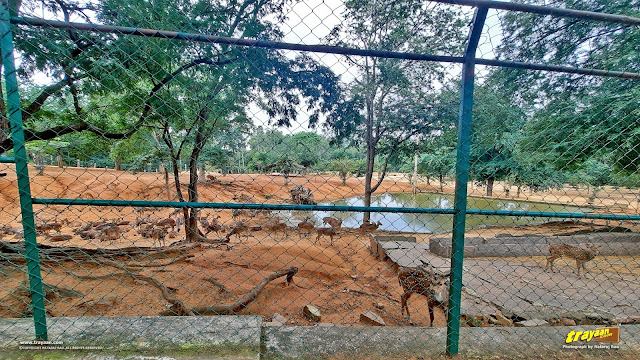 Spotted deer in Namada Chilume park