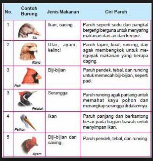 Penyesuaian Diri Makhluk Hidup Portal Pendidikan