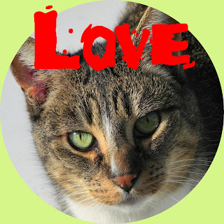 love Valentine cat