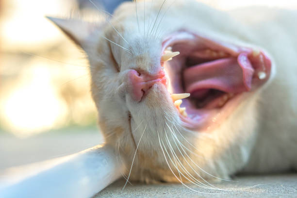 Bad Breath in Cats – How to Cure It