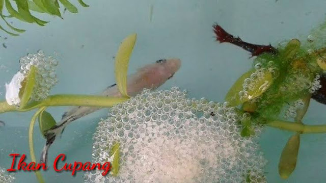 Ciri Cupang Induk Pejantan Siap Memijah Ciri Cupang Induk Pejantan Siap Memijah