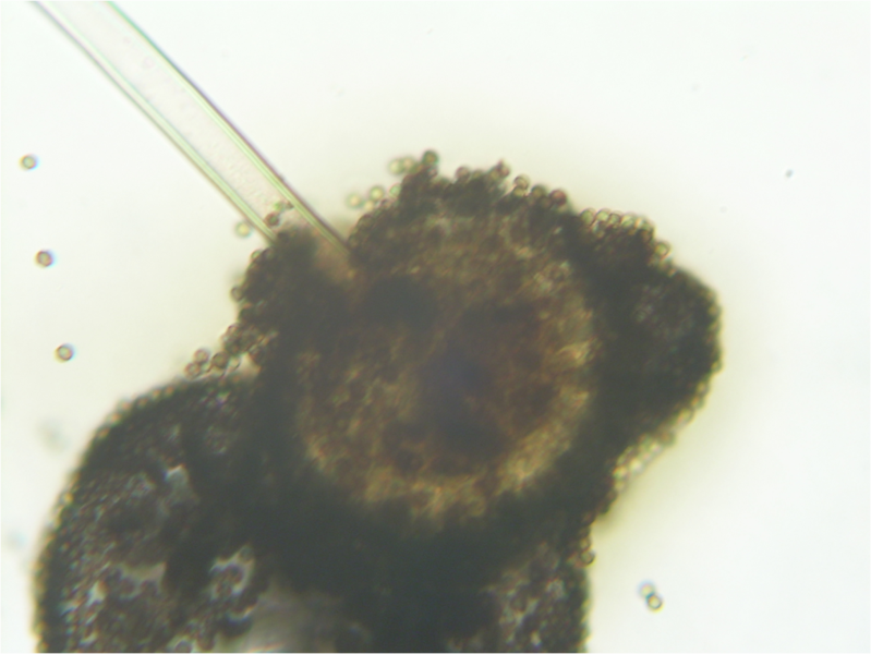 The Mycelium Connection: Fungal Word Friday: Biseriate