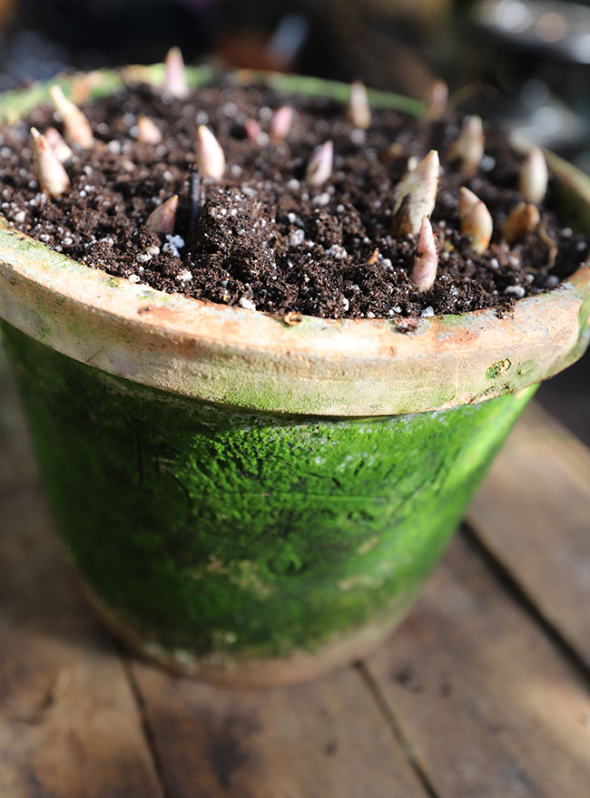 Winter Gardening Ramps Up - Book Reviews Pour In Winter Gardening Ramps Up - Book Reviews Pour In