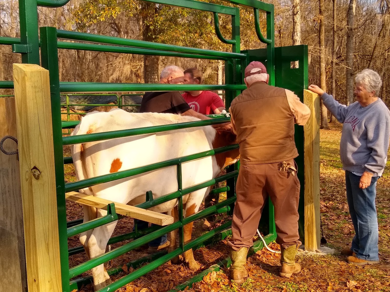 GBC Longhorns How to Measure a Longhorn's Horns