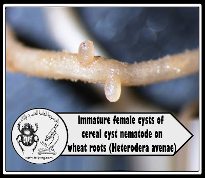 نيماتودا الحوصلات Cyst nematode