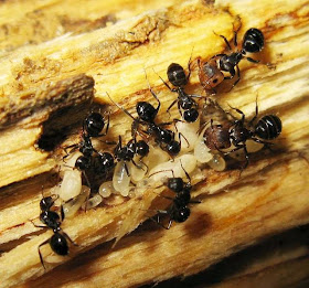 Minor and major workers of Camponotus bedoti with larvae, pupae and eggs
