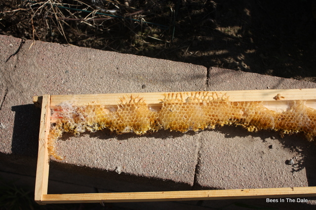 The Buzz In The Dale: Demise of A Hive