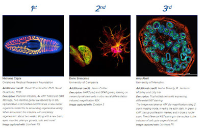 Imaging Perspectives 2018 Winners
