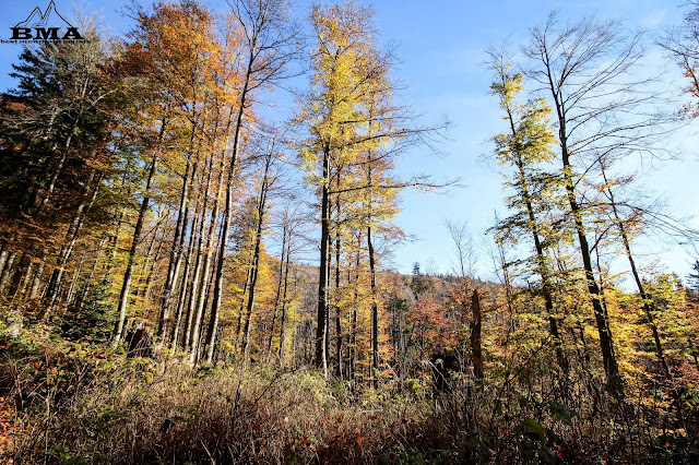 wandern Bayerischer Wald BMA Goldsteig Wanderung FernweFernwanderweg Goldsteig