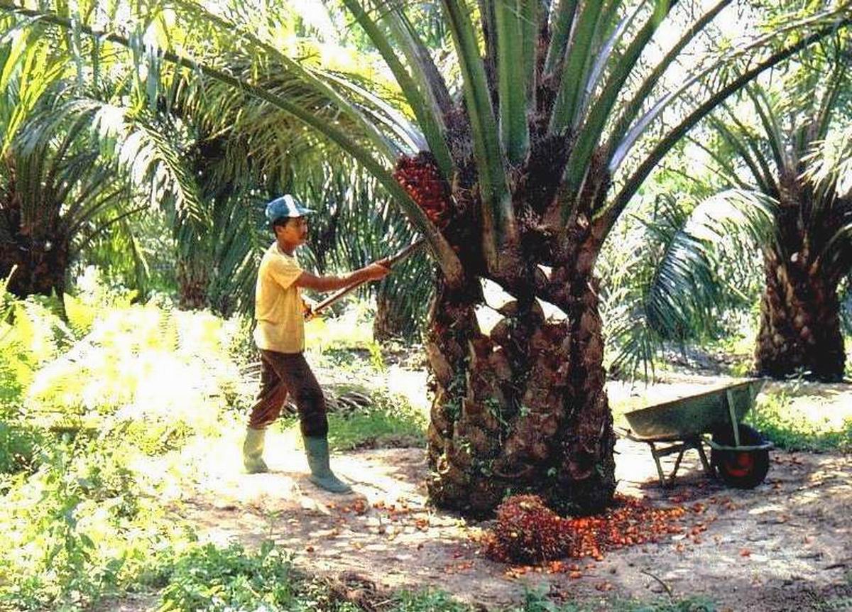 Budidaya Tanaman Sawit  Ariyani