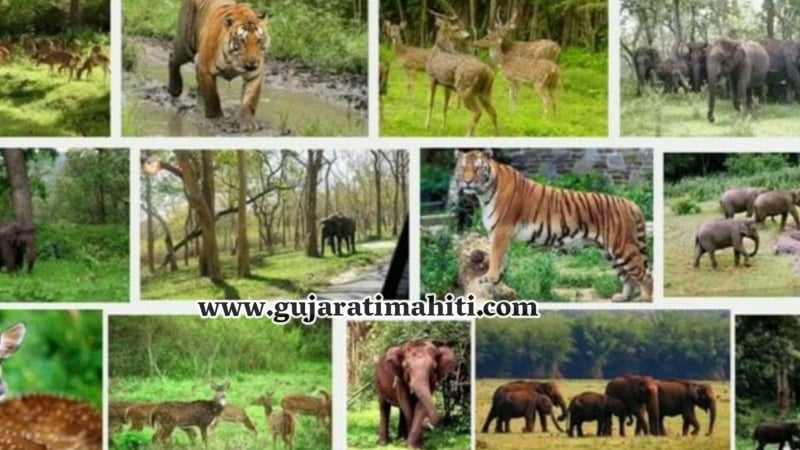 shoolpaneshwar-wildlife-sanctuary-in-gujarat-GUJARATIMAHITI