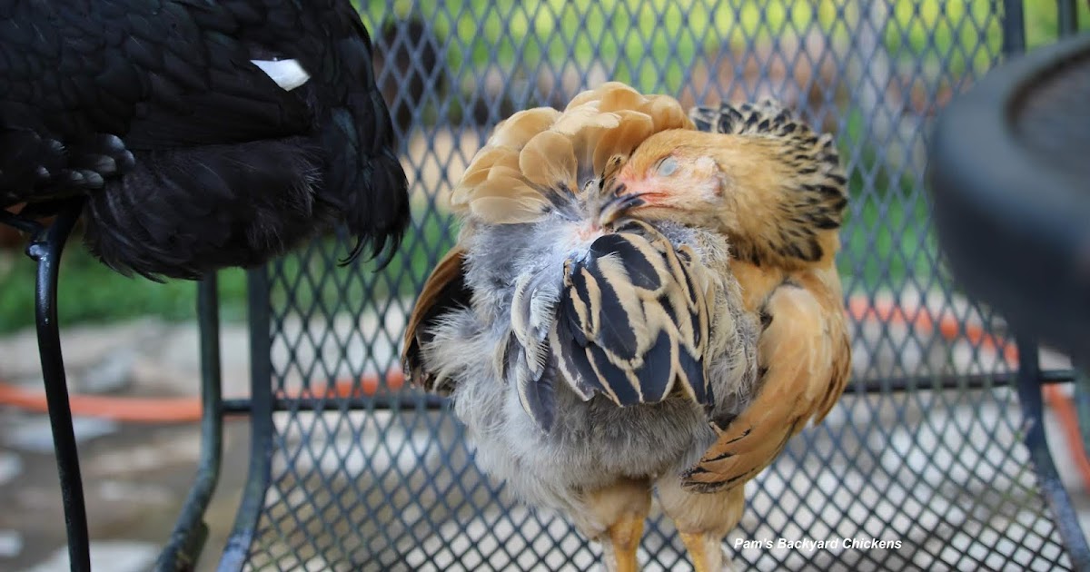 Pam's Backyard Chickens What is the Preen Gland on a Chicken?