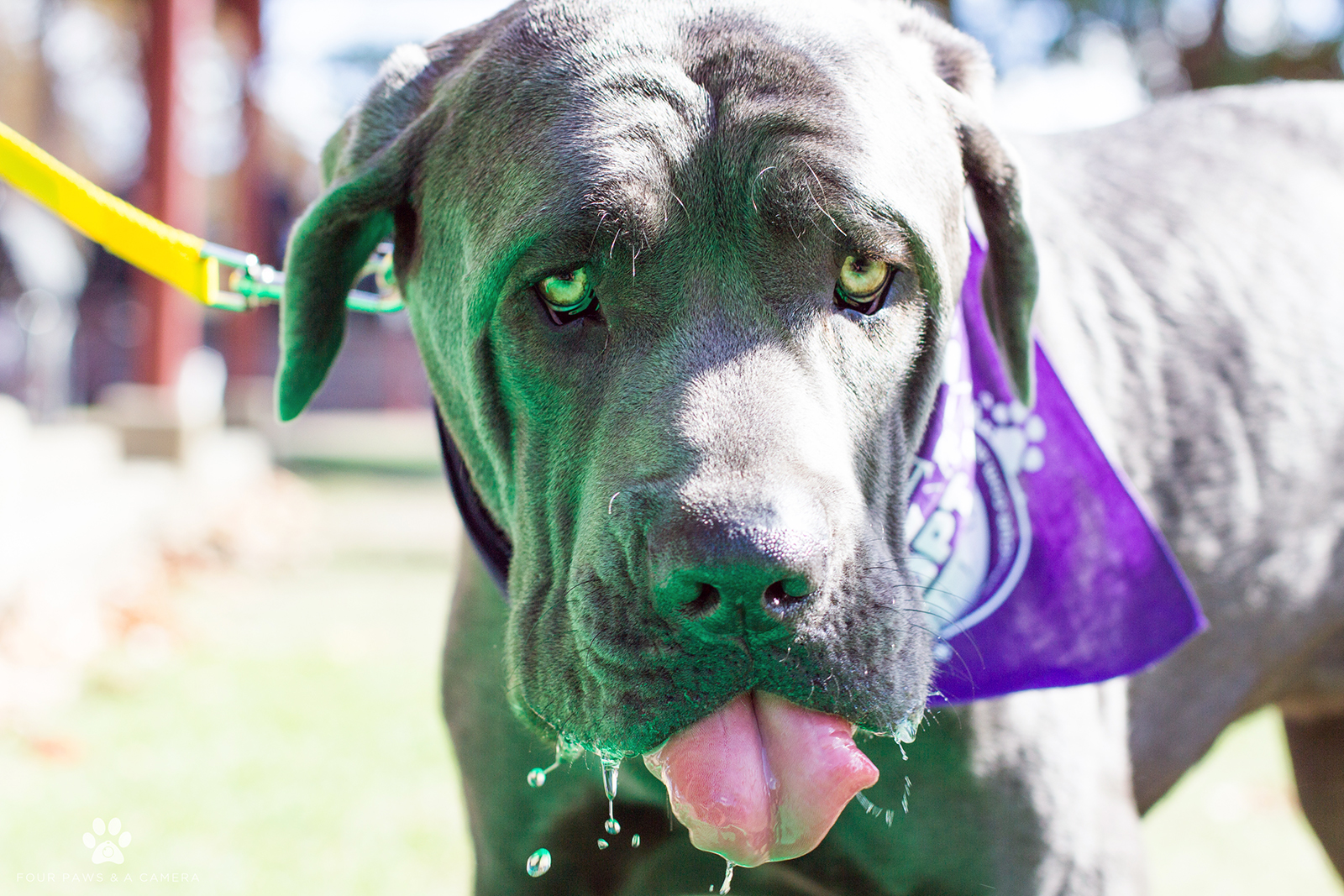 Hunter Animal Rescue Pets Picnic 2021 May 23 Australian Dog Lover