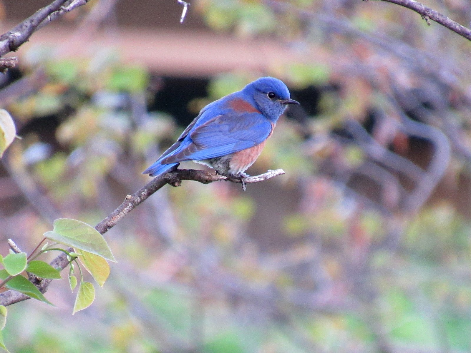Western Bluebirds