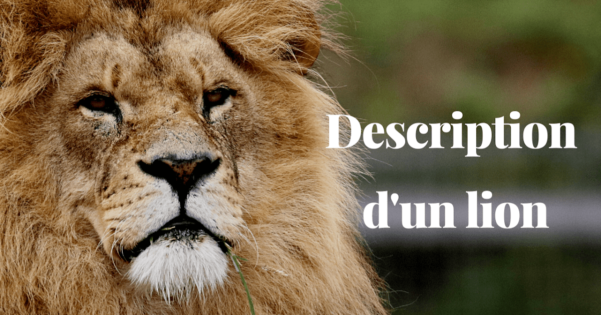 Production écrite Description d'un lion