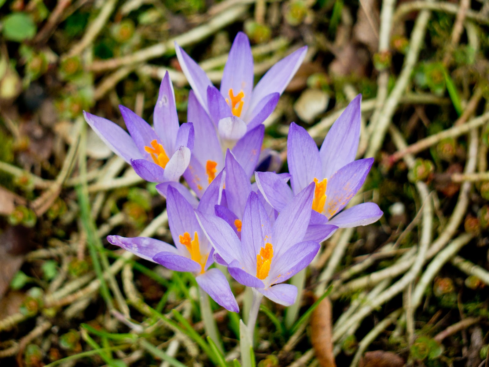 Garten Bilder 2012 03 2012 04