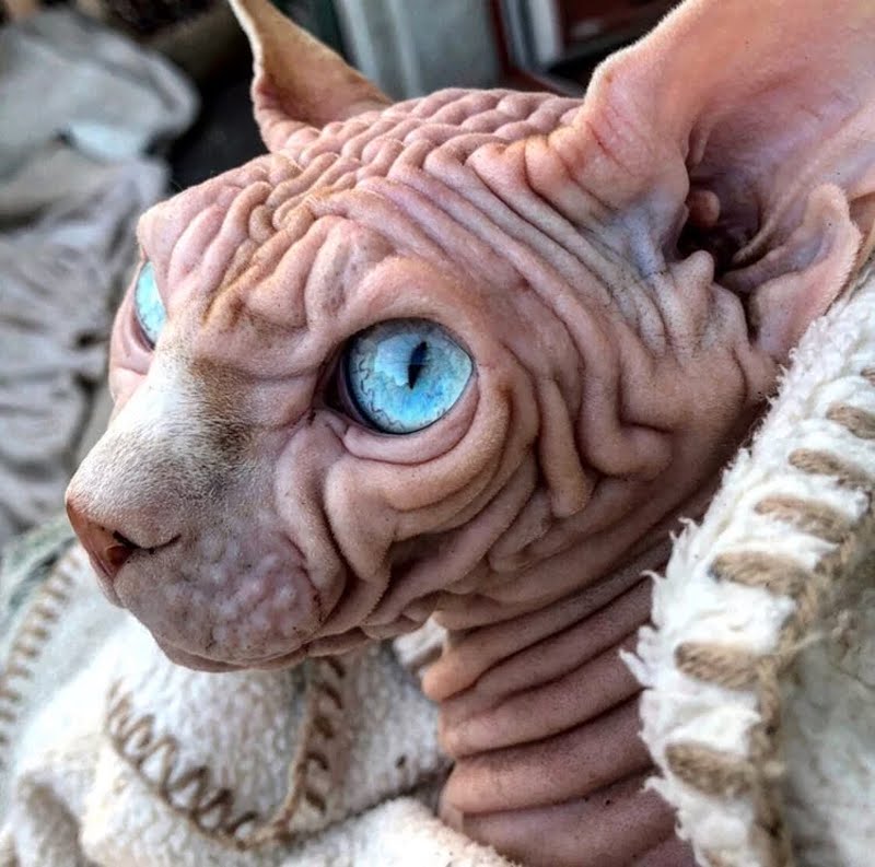 Meet Xherdan, Unofficially the World’s Scariest-Looking Cat