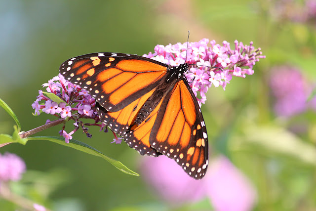 66 Square Feet (Plus): Monarchs in the park