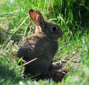 Young Rabbit