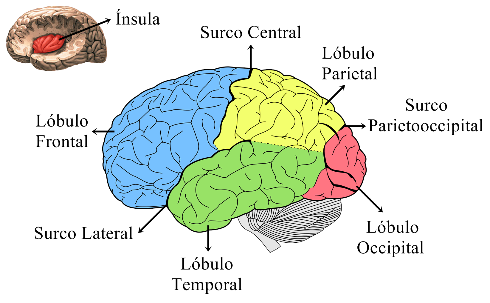 Cerebro ~ Biopsicosalud