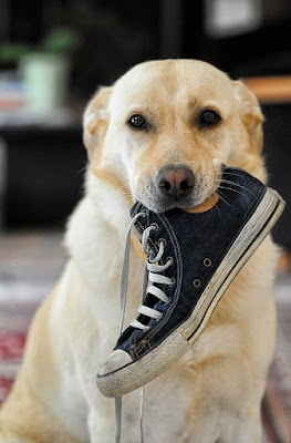 alt="perro jugando con una zapatilla"