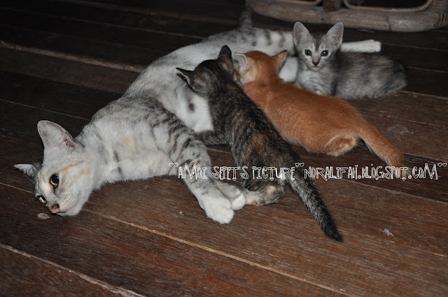 Cerita Amoi Sepet: mari berkenalan dengan anak-anakku yang comel