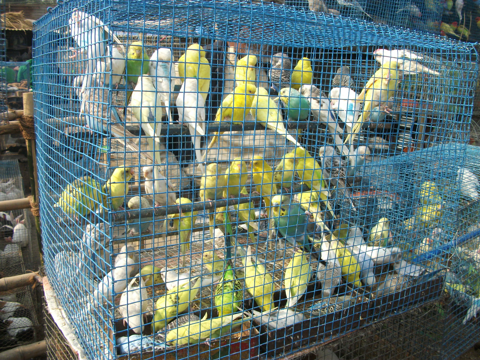 bharat bhraman guide BIRDS FOR SALE IN SONPUR MELA NEAR CHIDIYA BAZAAR