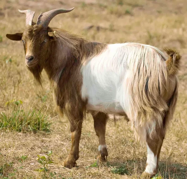 Beautiful Goat Hair goat hair, beautiful goat hair, how to make goat hair soft, making goat hair soft