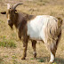 How To Make Goat Hair Soft?