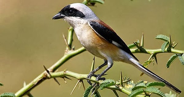 Perbedaan Burung Pentet Jawa Timur dan Jawa Barat