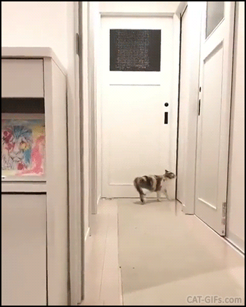 Amazing Cat GIF • Cat showing one of his best Ninja skills."I believe I can fly." Amazing Cat GIF • Cat showing one of his best Ninja skills."I believe I can fly."