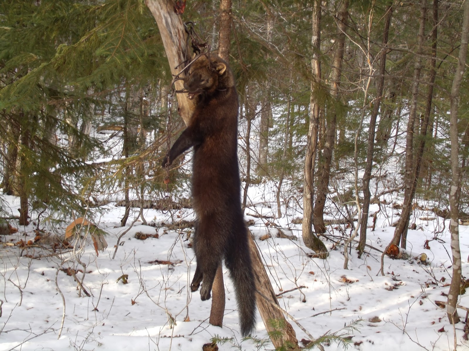 Northern Maine Ridge Runners and River Rats: Trapping Update
