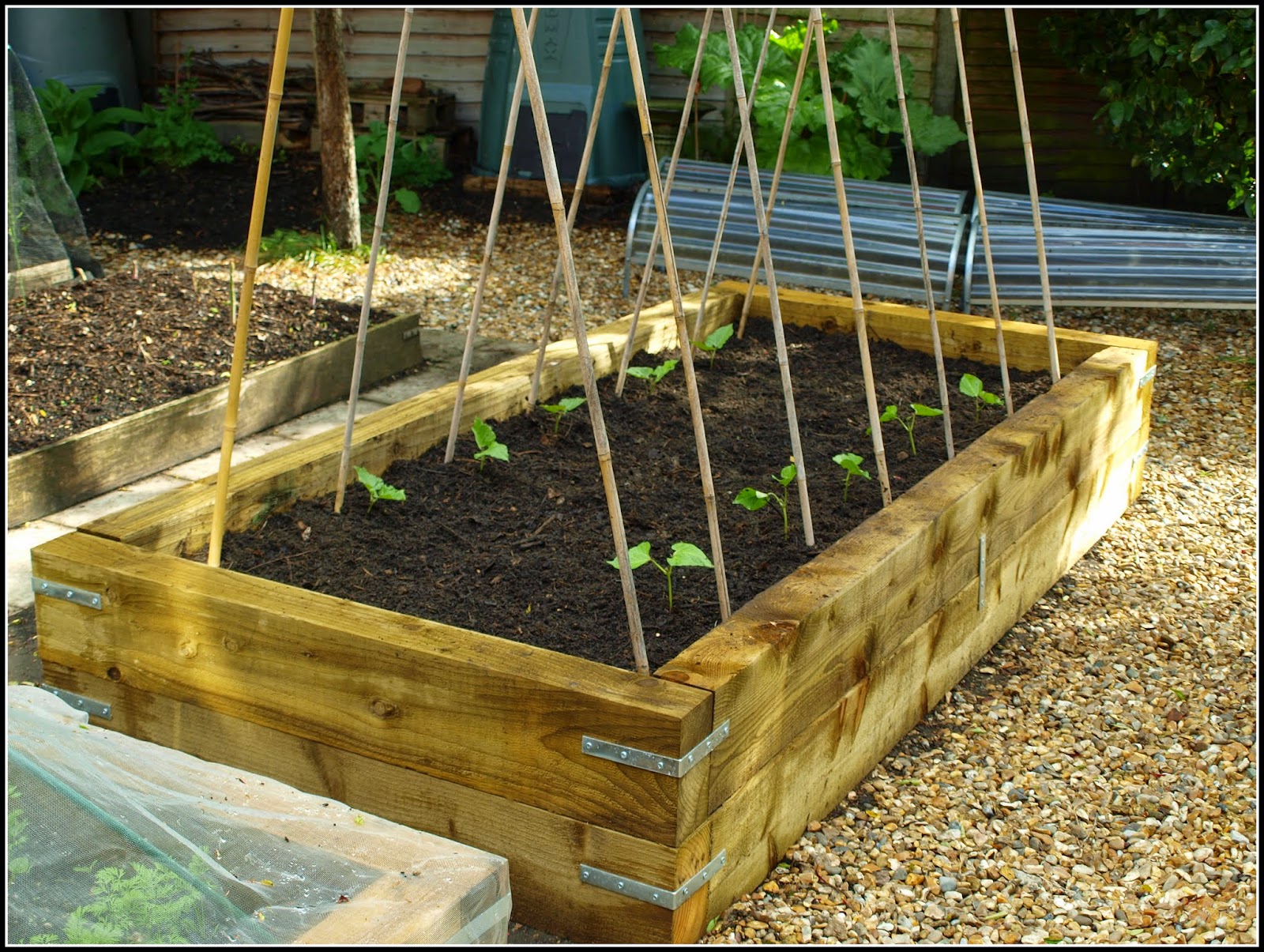 Mark's Veg Plot Plantingout Runner Beans