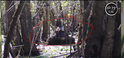 RMSO Bigfoot: Florida Skunk Ape