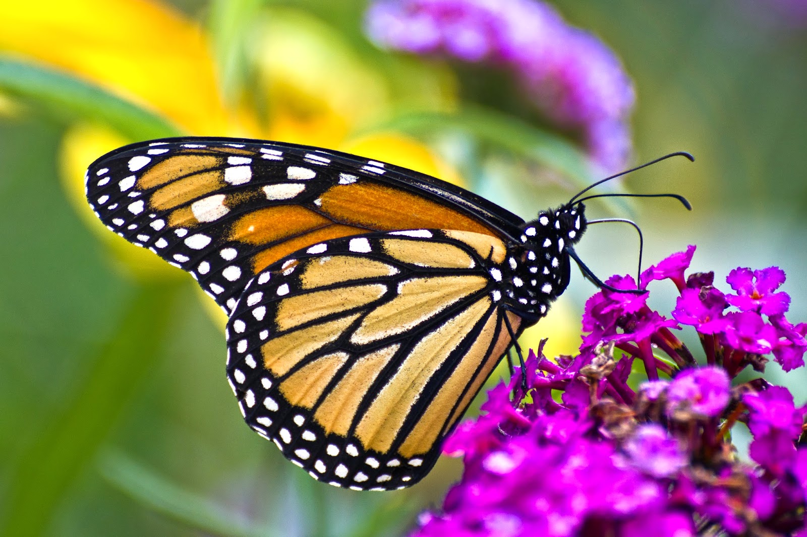 Rotary Botanical Gardens - Hort Blog: Monarch Magnets