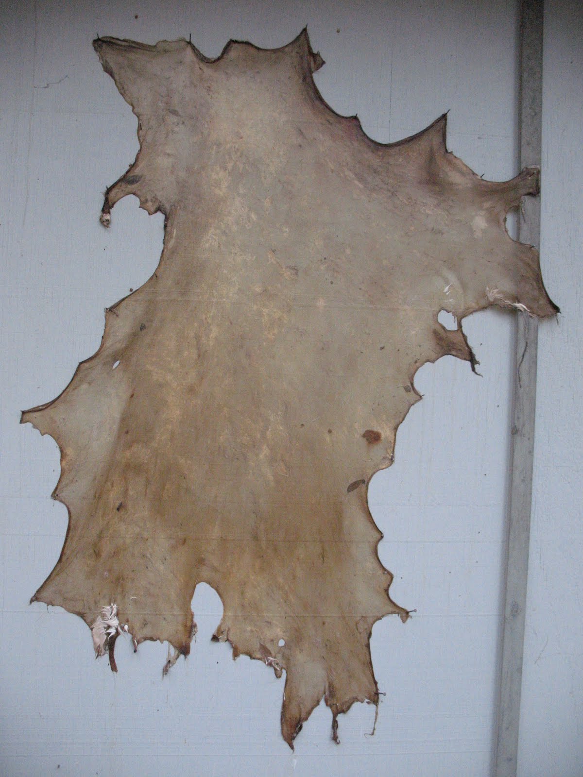 Sensible Survival Making Rawhide