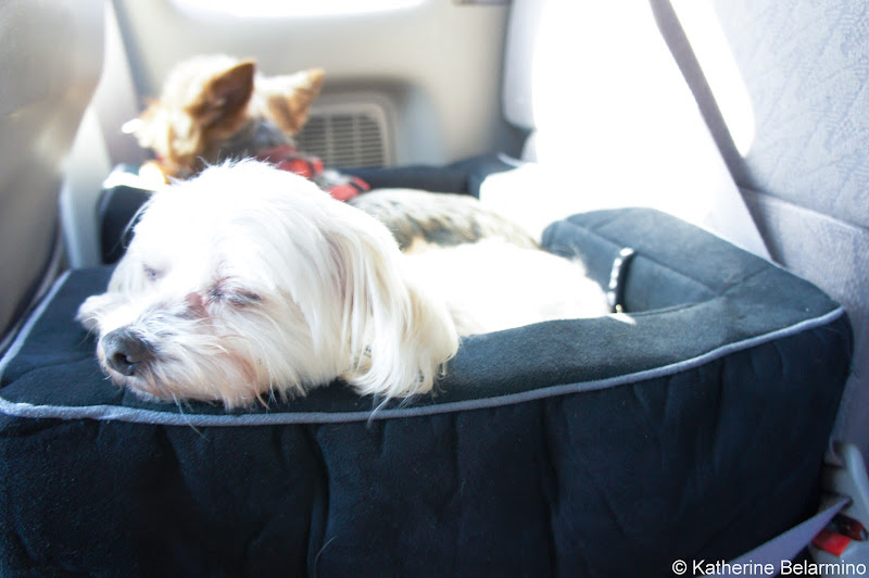 Henry and Charlie in Pet Car Seat Pet-Friendly Vacations Tips for Traveling with Dogs