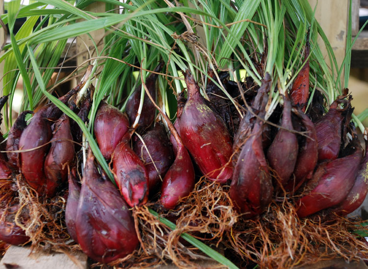 How to healing various diseases with medicinal herbs, Onion Dayak