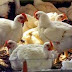 Περιφ.Ηπείρου:Ενημέρωση για μέτρα προστασίας από τη γρίπη των πτηνών