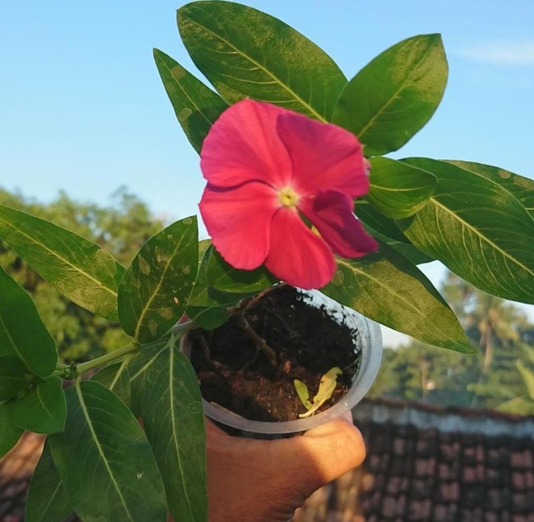 Bibit Bunga Vinca Murah Sumatra Utara