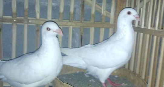 Gambar Burung Merpati Pos Racing Pigeon Burung Pintar Gambar